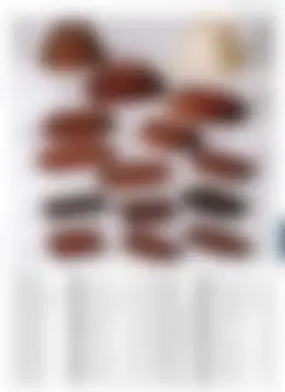 カタログページ MAGOKORO 37-425