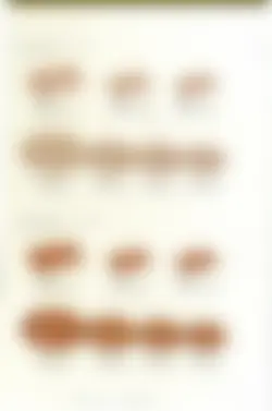 カタログページ KOYO ORIGINAL TABLEWARE vol.25-265