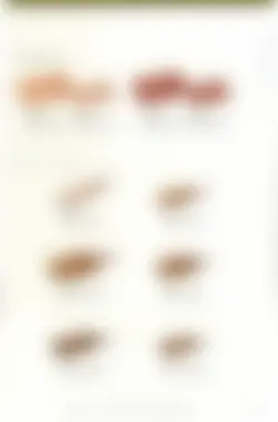 カタログページ KOYO ORIGINAL TABLEWARE vol.25-267