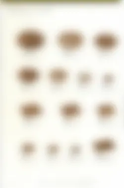 カタログページ KOYO ORIGINAL TABLEWARE vol.25-270